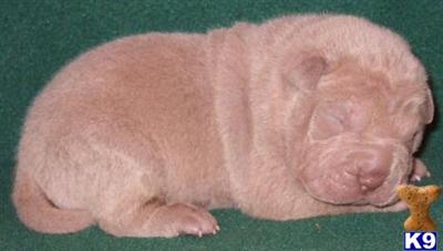 Chinese Shar-Pei Puppies for Sale